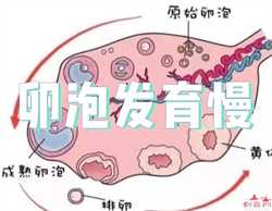 广州供卵私立生殖医院，广州供卵试管医院：南方39助孕随时供